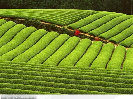 梯形丘陵 梯形丘陵