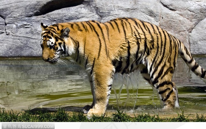 站着向下望的老虎