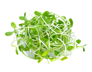 豆芽 (2)超市商品白底图免抠实物摄影png格式图片透明底