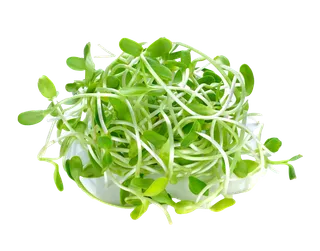 豆芽 (2)超市商品白底图免抠实物摄影png格式图片透明底