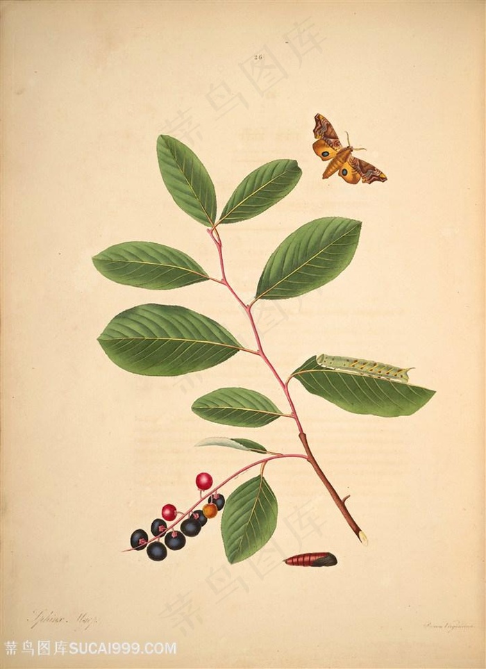 蝴蝶植物桑葚复古图谱