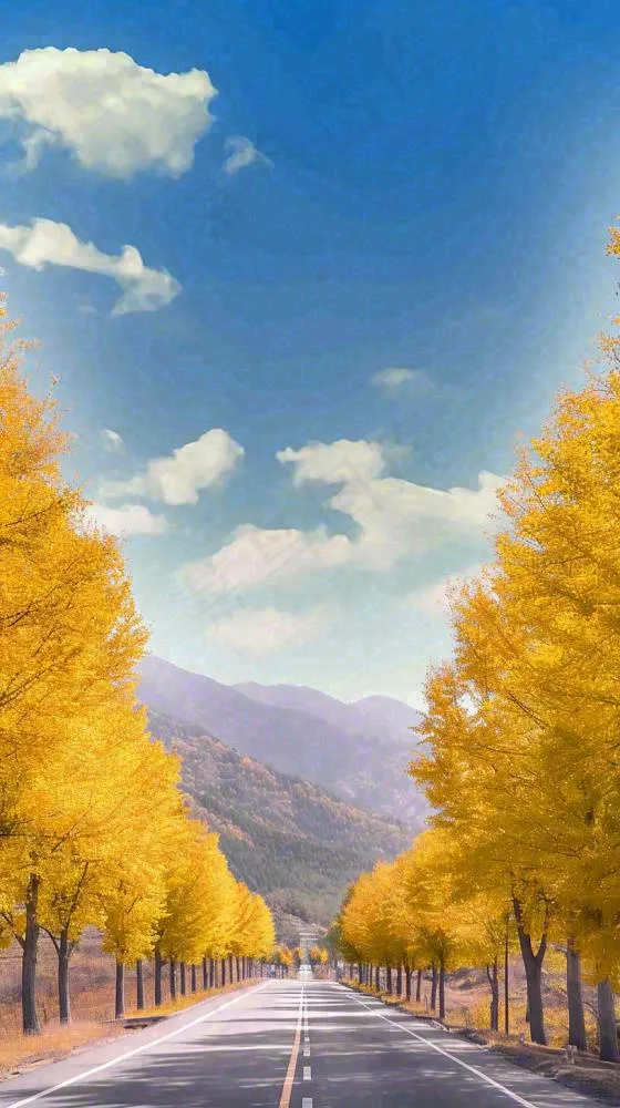 秋天蓝天白云下唯美公路旁的黄叶树木，秋分处暑摄影图(816x1456)
