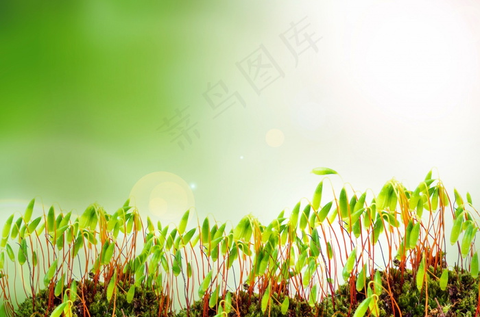 萌芽图片