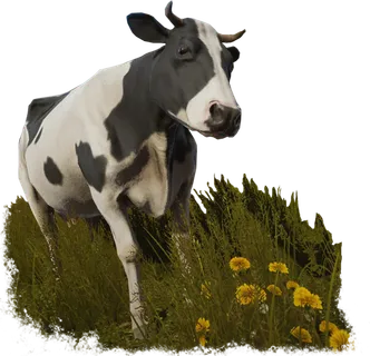 奶牛动物畜牧业现代农业