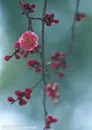 花卉物语-垂下的红色梅花
