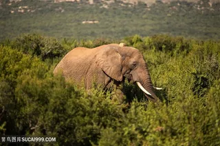 比树还高的泰国大象图片