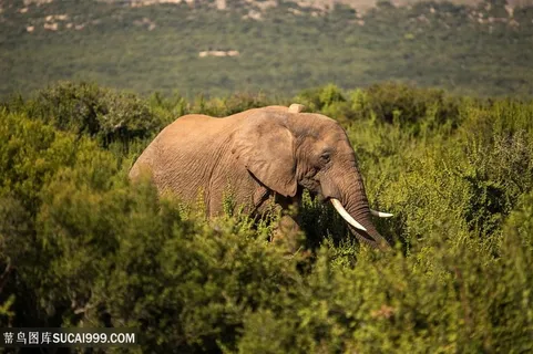 比树还高的泰国大象图片 比树还高的泰国大象图片