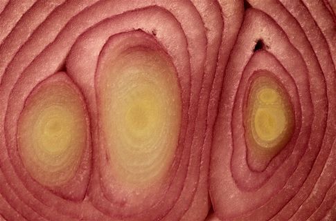 西红柿辣椒卷心菜好吃的水果图片素材