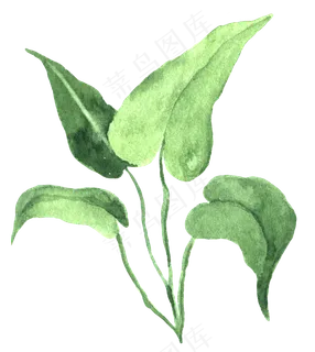 水彩插画-植物24 水彩插画-植物24