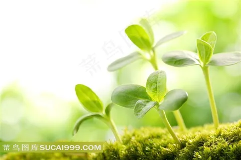 刚钻出泥土的幼苗摄影图片