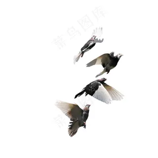 高清飞翔的信鸽免抠图图片 高清飞翔的信鸽免抠图图片