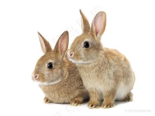 两只可爱的小兔子