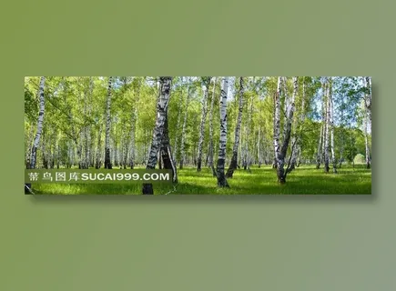 白桦林宽幅高清图片