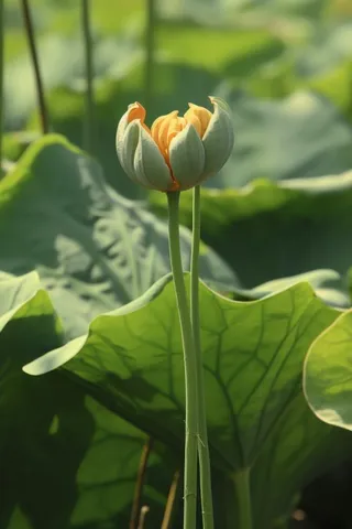 绿色简约节气清新意境背景