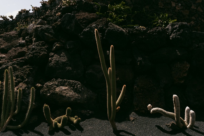 绿色仙人掌仙人球摄影素材