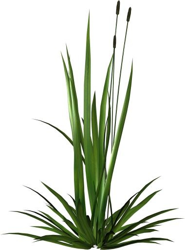 草 PNG免抠(2590x3483)