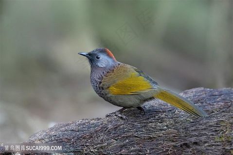 美丽的红头噪鹛鸟类图片