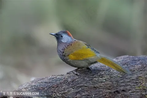 美丽的红头噪鹛鸟类图片