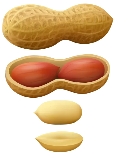 免扣png花生 