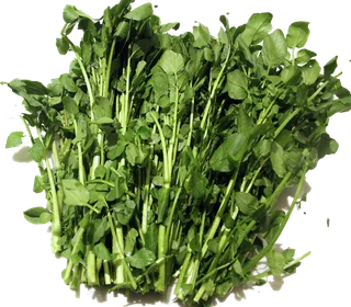 西洋菜 (5)超市商品白底图免抠实物摄影png格式图片透明底