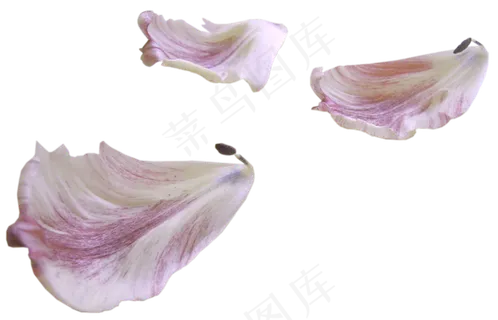花瓣花朵免扣图片 