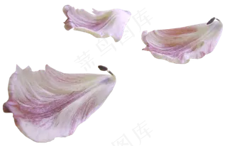 花瓣花朵免扣图片 