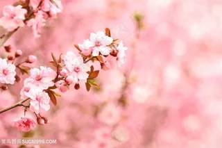 漂亮的粉色樱花