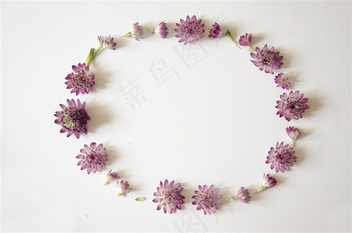 可爱的小小的紫色花朵