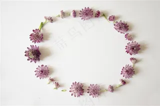 可爱的小小的紫色花朵