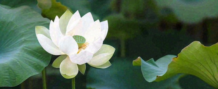 夏天白荷花荷花池，处暑小暑大暑夏至立夏摄影图(1712x704)