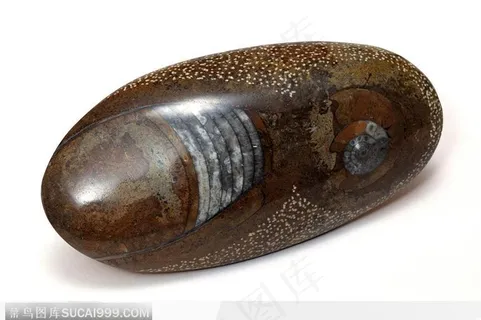 蚌壳(圆形) 蚌壳(圆形)