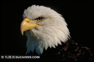 动物百态鹰头傲视 雄鹰头部特写