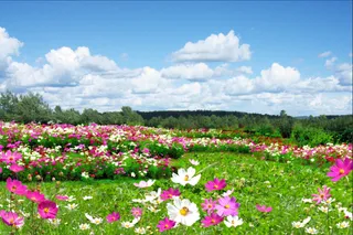 草原花卉背景风景