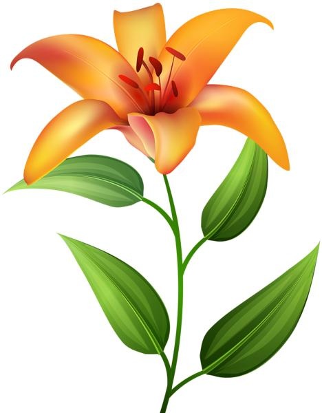 百合花免抠(468x600)