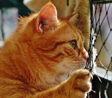 可爱猫咪 动物 素材 奶萌 (14)