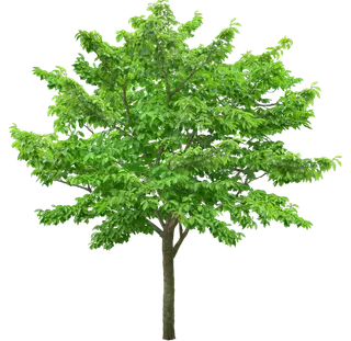 高清树木素材 免抠PSD植物素材 美术绘画园林贴图 树草灌木花草