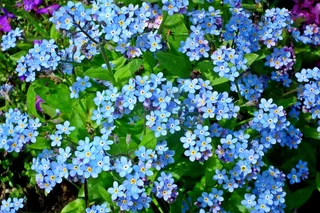 勿忘我小花朵图片