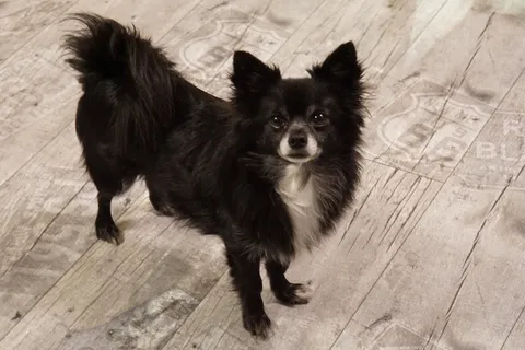 可爱黑色小狗狗图片 可爱黑色小狗狗图片