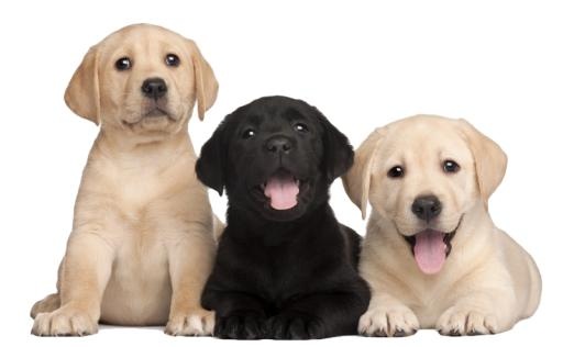 拉布拉多犬 PNG免抠(800x495)