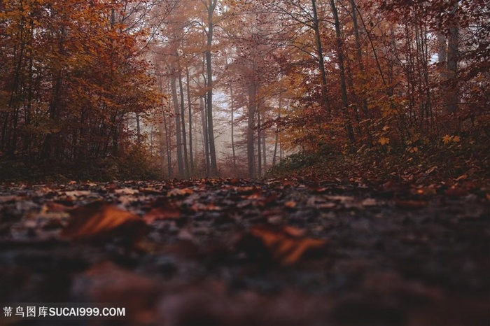 昏暗森林满地落叶