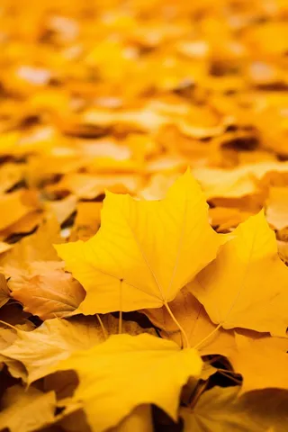 秋天落叶金黄色摄影图