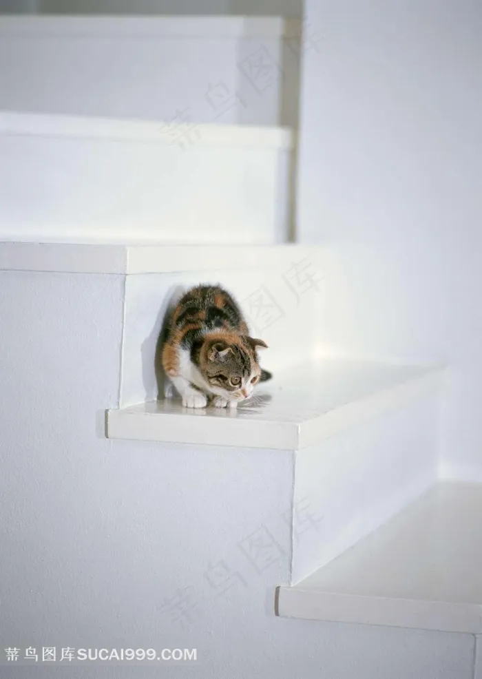 楼梯上的小猫咪