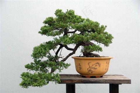 松树盆景摄影素材