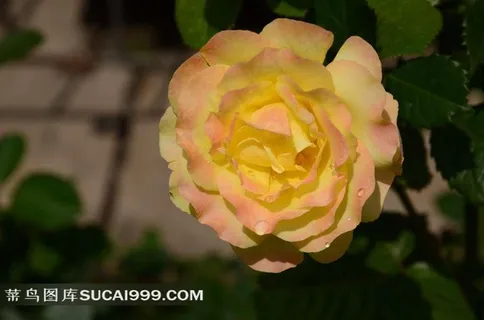 如诗如画的玫瑰花