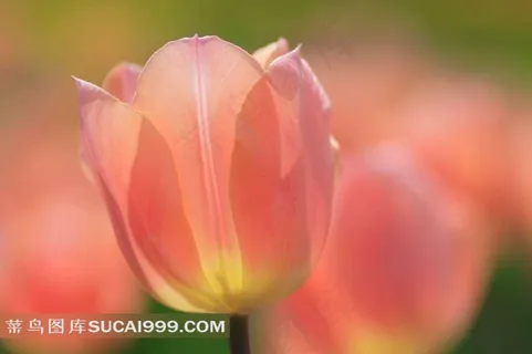 粉色漂亮郁金香图片