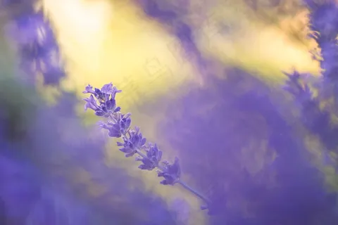 薰衣草淡紫色壁纸图片 薰衣草淡紫色壁纸图片