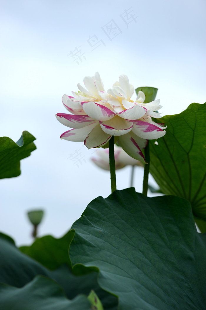 白色荷花图片