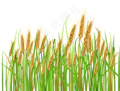 免抠农家小麦实物摄影