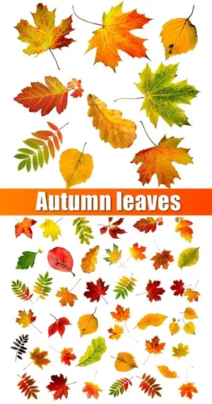 多款精美树叶元素高清图片素材