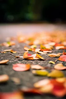 秋天落叶飘落在地上摄影图
